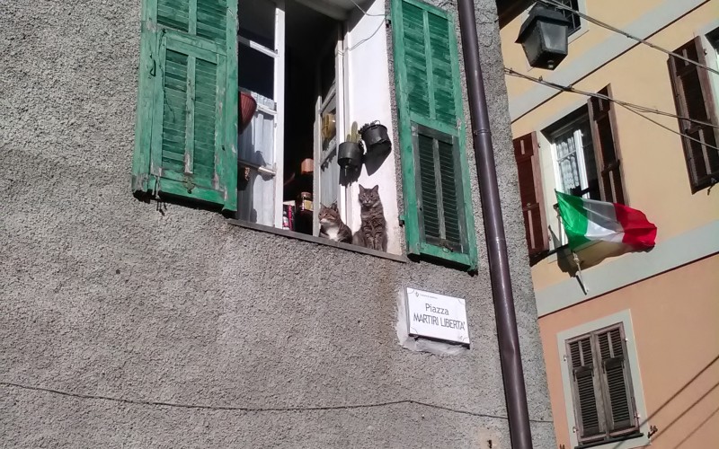 dorp, katten in raam.jpg