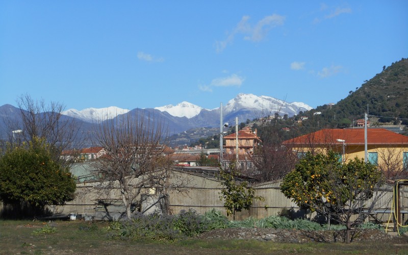 citroenen in winter.JPG