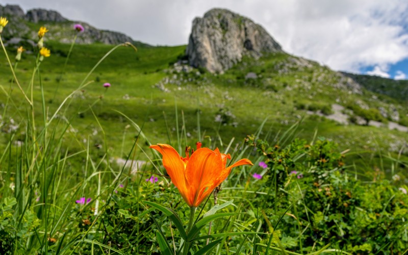 fiore in montagna.jpg