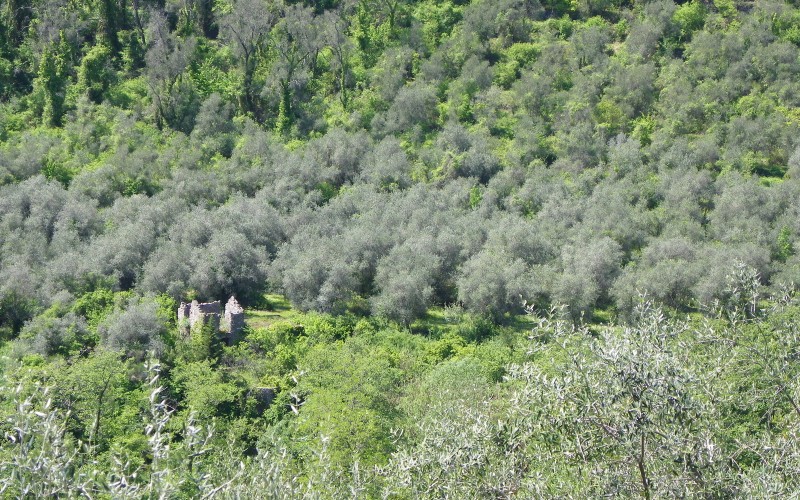 olijvenboomgaard.JPG